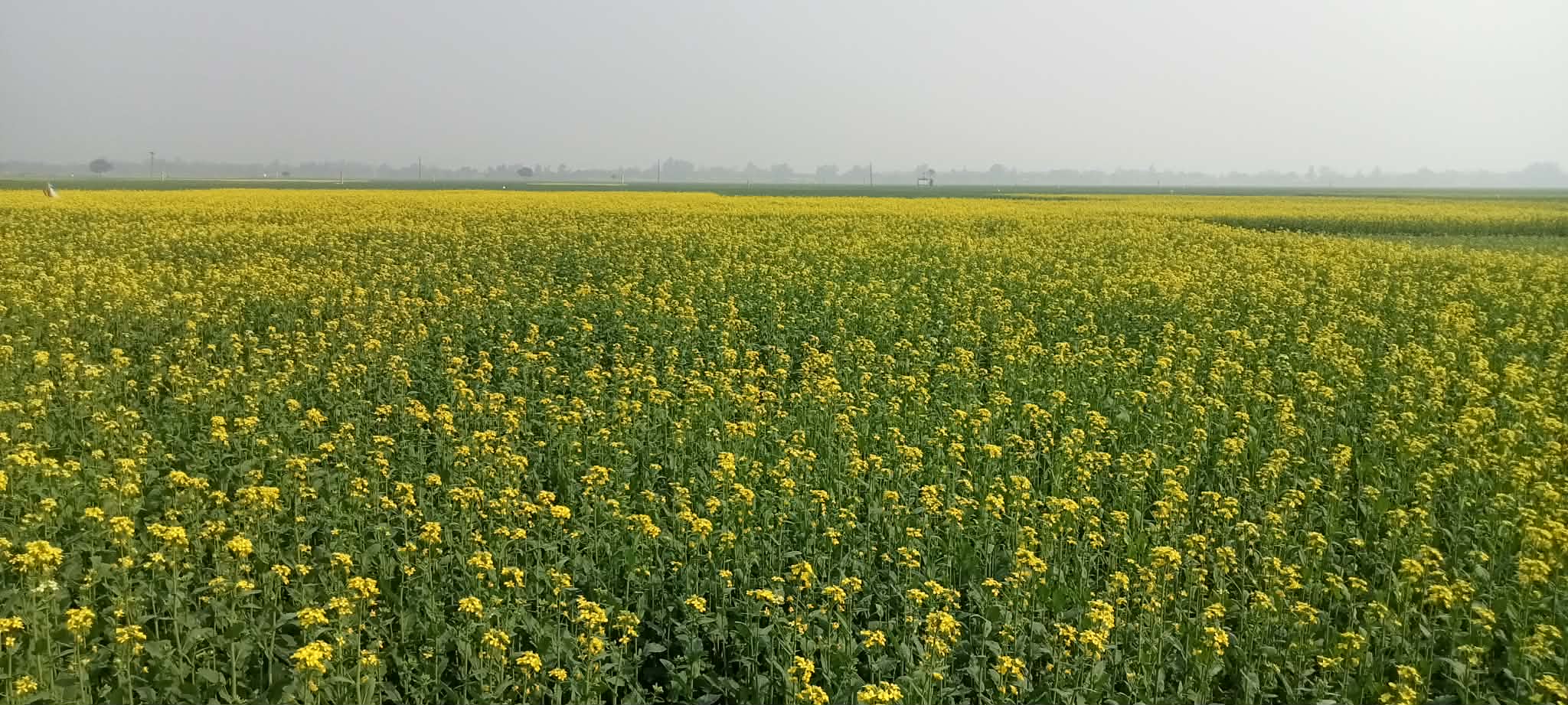 ঠাকুরগাঁও হরিপুর উপজেলা ৬ টি ইউনিয়নে লক্ষ্যমাত্রা ছাড়িয়ে সরিষার বাম্পার ফলন